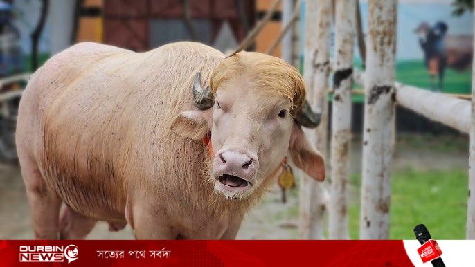 কোরবানির অপেক্ষায় ‘ডোনাল্ড ট্রাম্প’