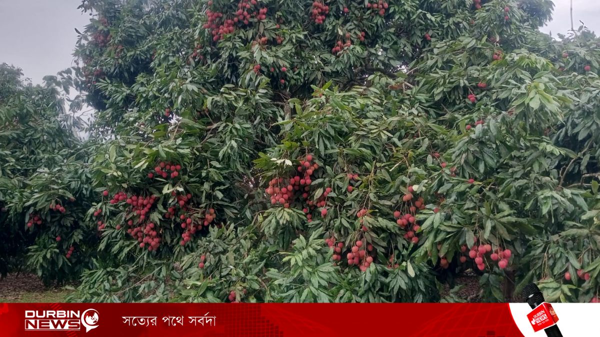 ব্রাহ্মণবাড়িয়ায় লিচুর বাম্পার ফলন